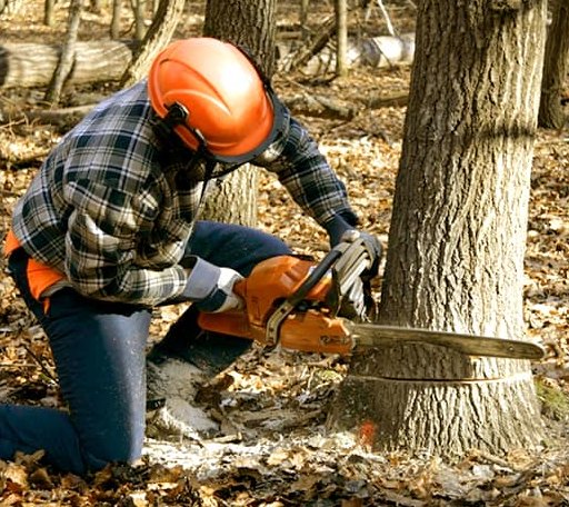Tree Removal in Roberts, WI
